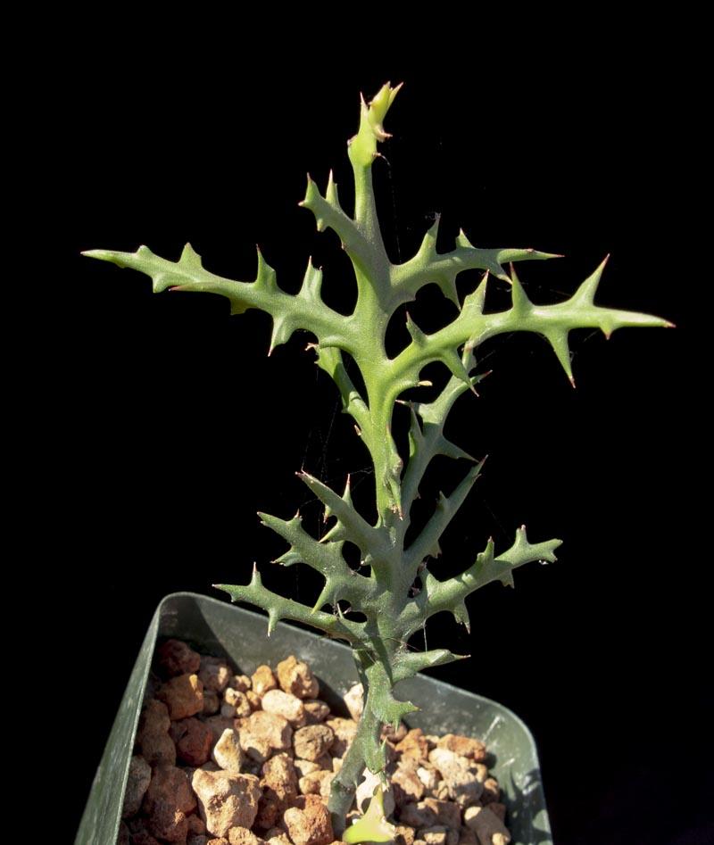 Euphorbia Stenoclada - View 7 from www redcrocus com