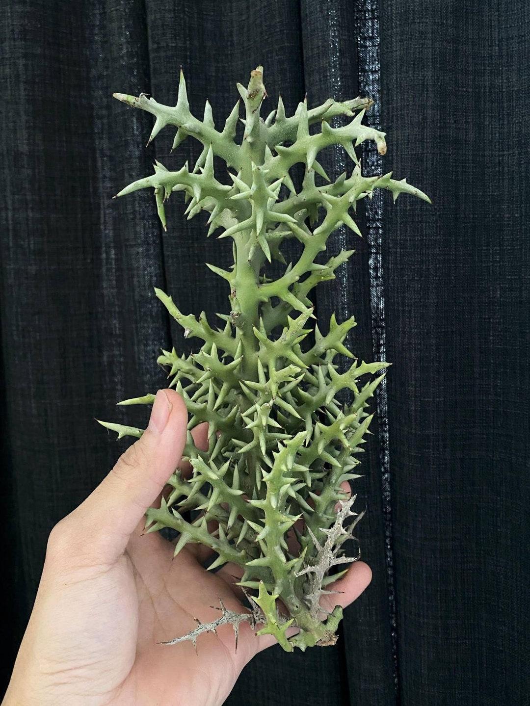 Euphorbia Stenoclada - View 8 from www redcrocus com
