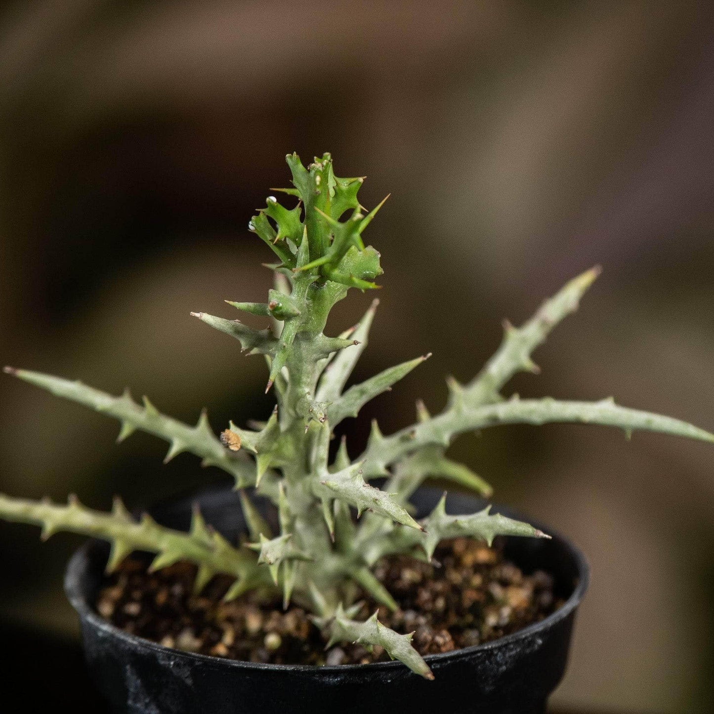 Euphorbia Stenoclada - View 9 from www redcrocus com