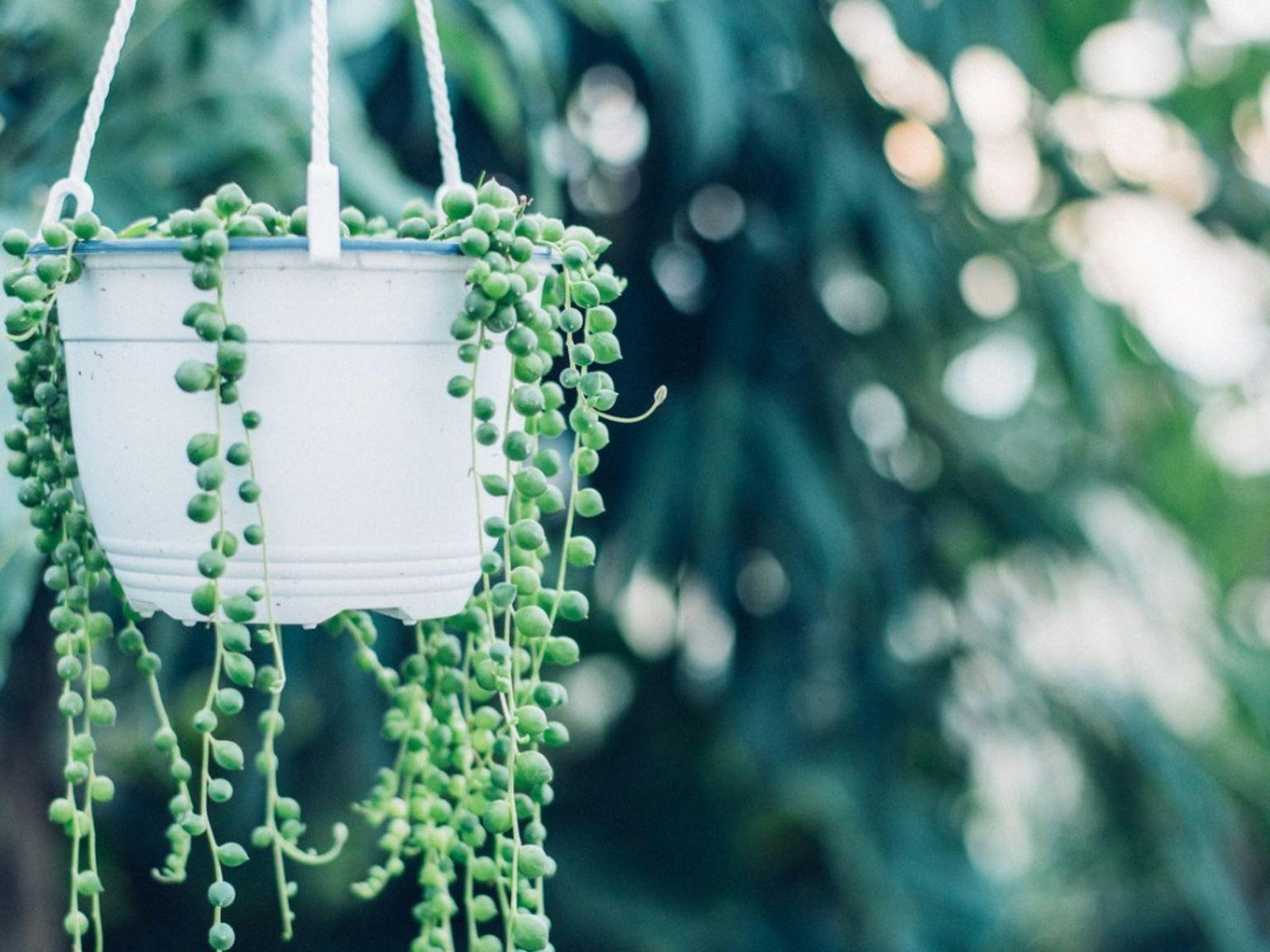 Succulent String Of Pearls - View 10 from www redcrocus com