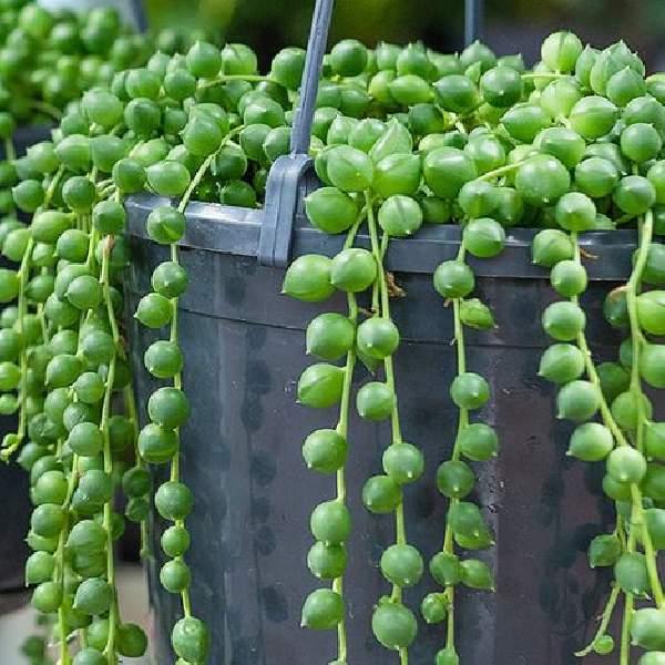 Succulent String Of Pearls - View 12 from www redcrocus com