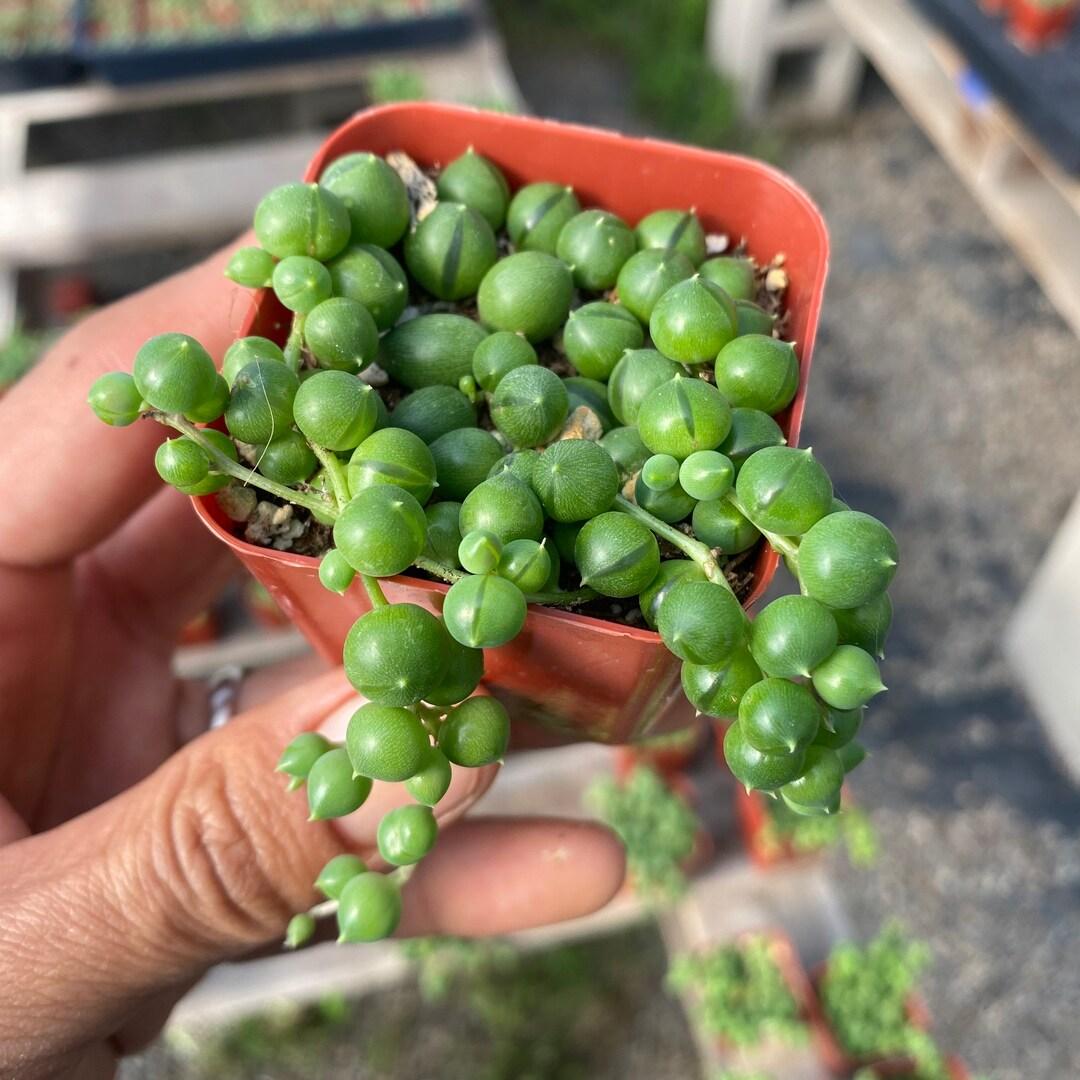 Succulent String Of Pearls - View 14 from www redcrocus com