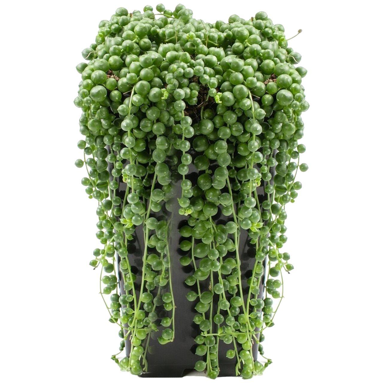 Succulent String Of Pearls - View 16 from www redcrocus com