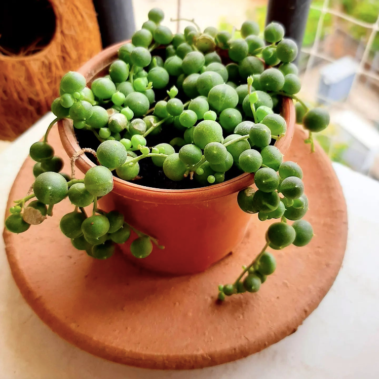 Succulent String Of Pearls - View 17 from www redcrocus com