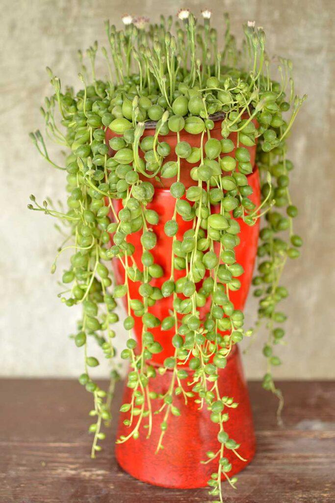 Succulent String Of Pearls - View 17 from www redcrocus com