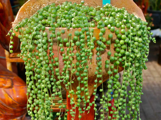 Succulent String Of Pearls - View 1 from www redcrocus com