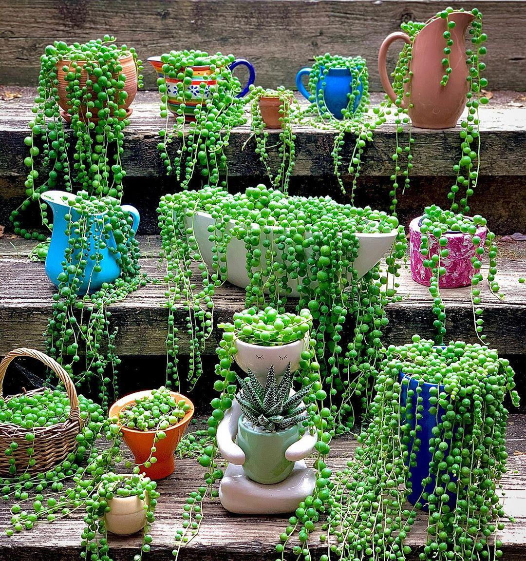 Succulent String Of Pearls - View 2 from www redcrocus com