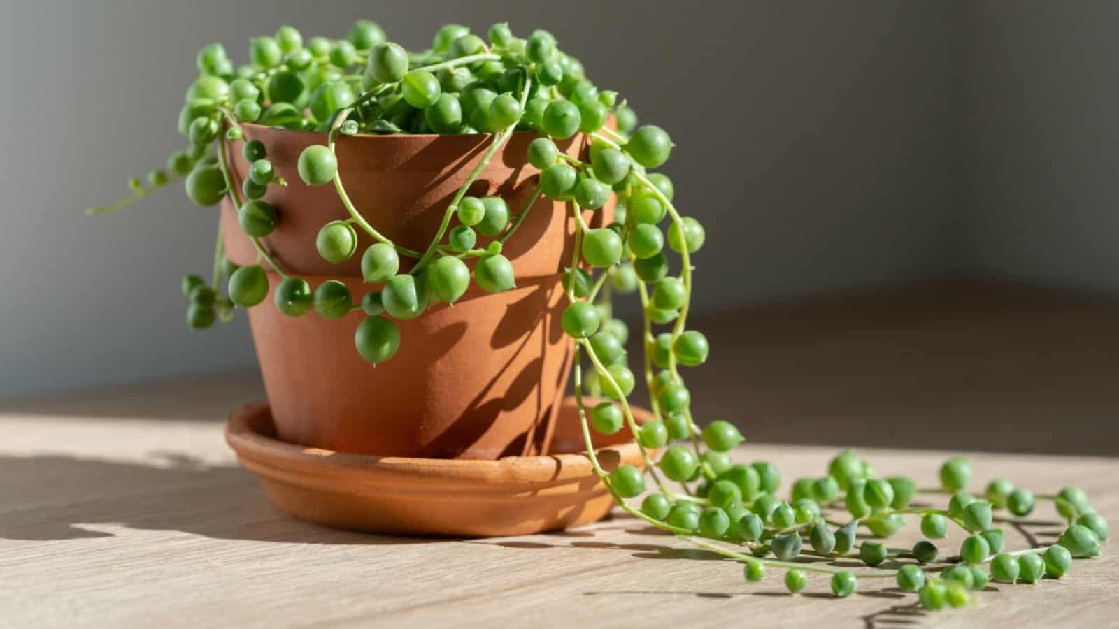 Succulent String Of Pearls - View 4 from www redcrocus com