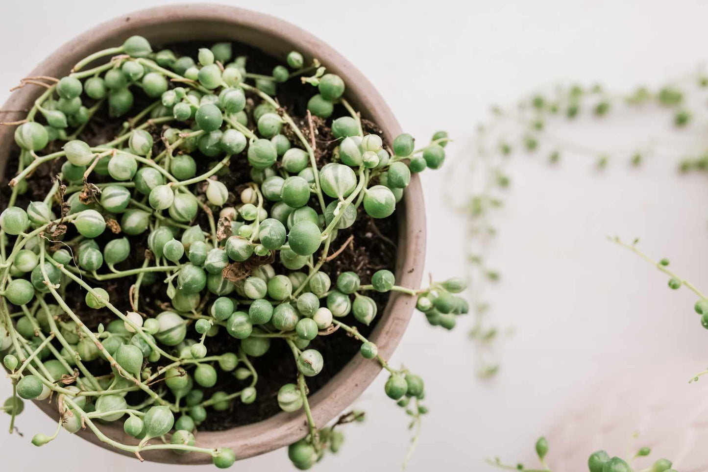 Succulent String Of Pearls - View 6 from www redcrocus com