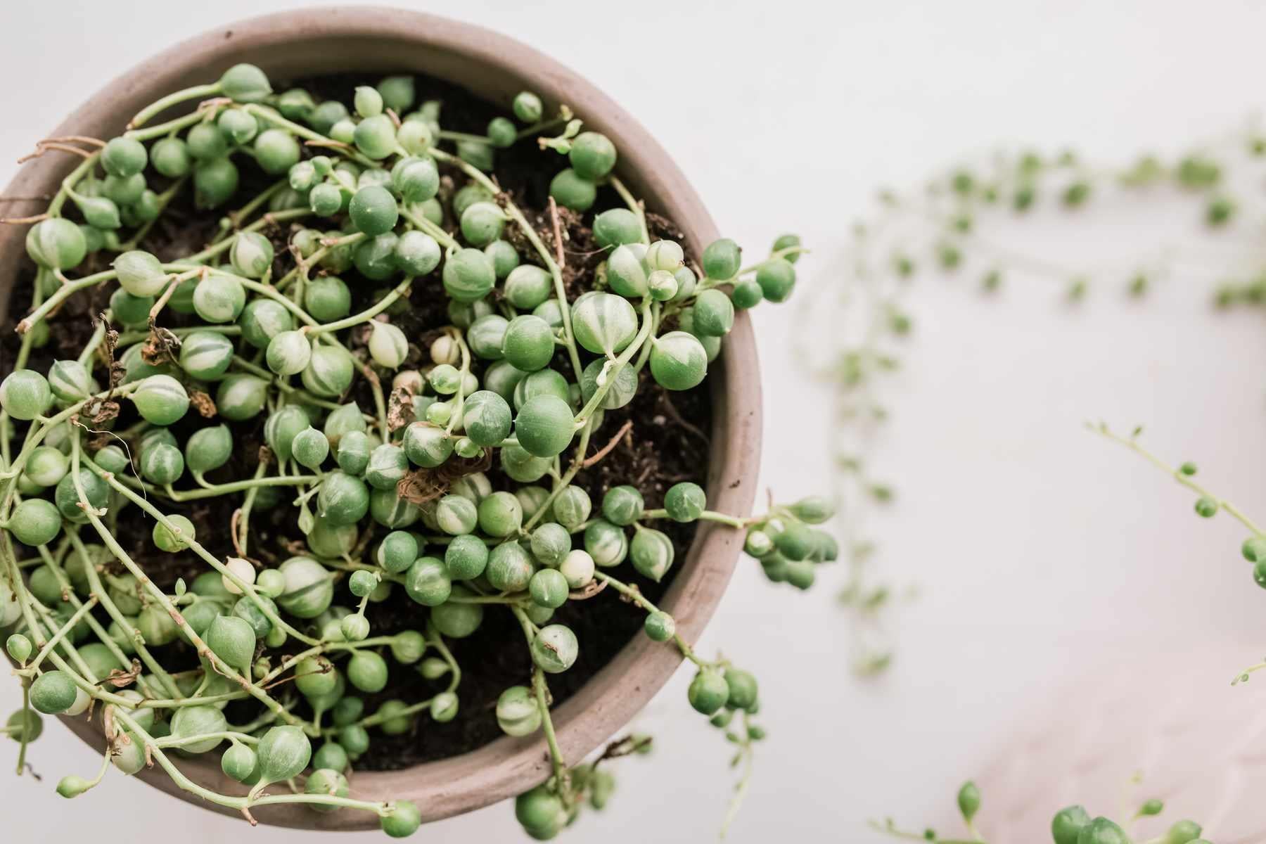 Succulent String Of Pearls - View 6 from www redcrocus com