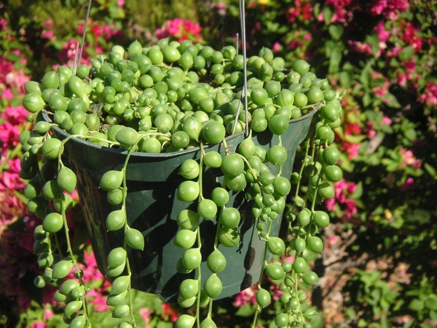 Succulent String Of Pearls - View 7 from www redcrocus com