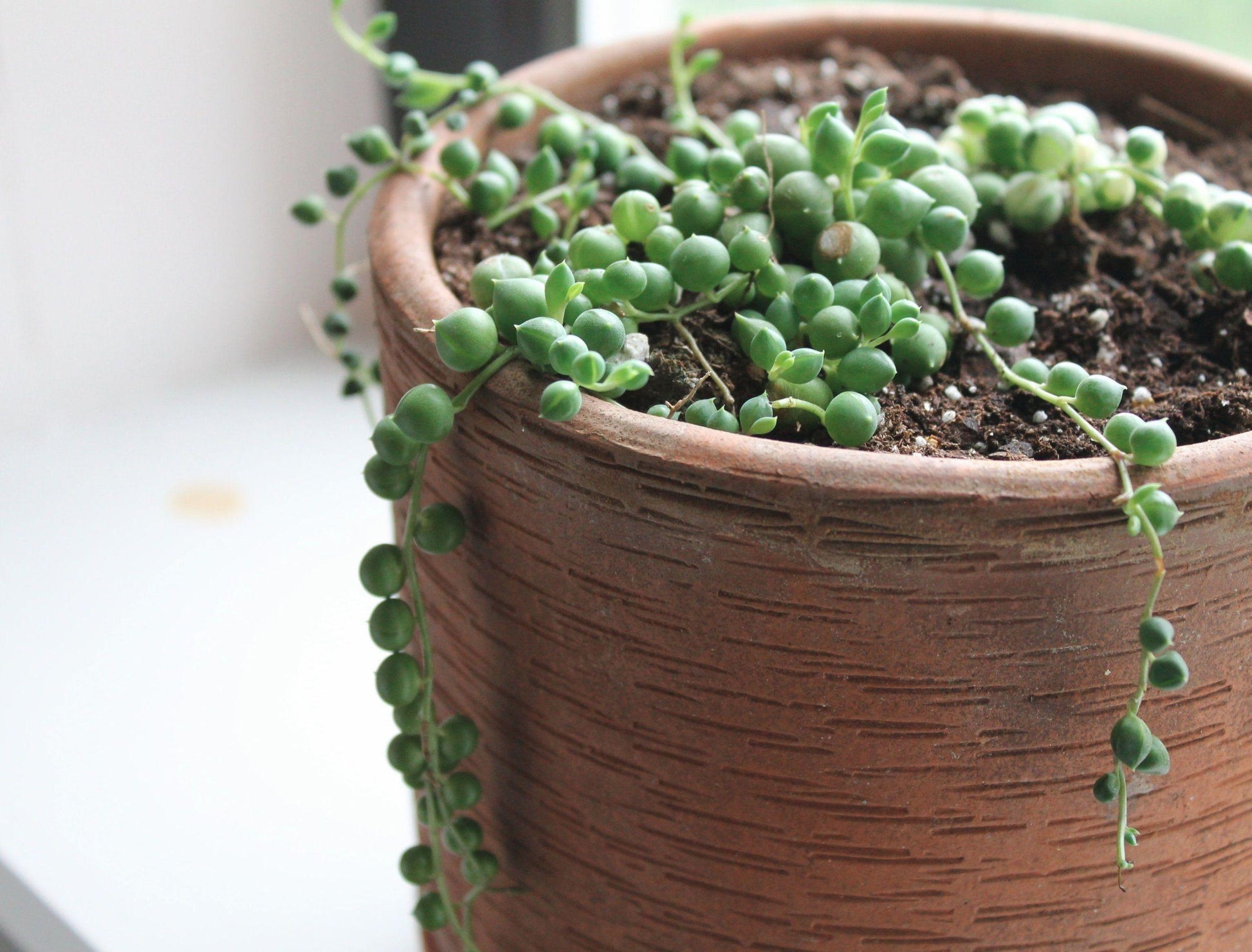 Succulent String Of Pearls - View 8 from www redcrocus com
