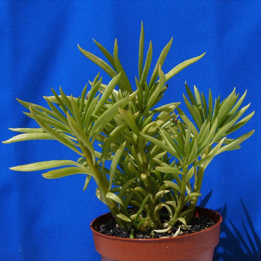 Senecio Barbertonicus Himalaya - View 10 from www redcrocus com