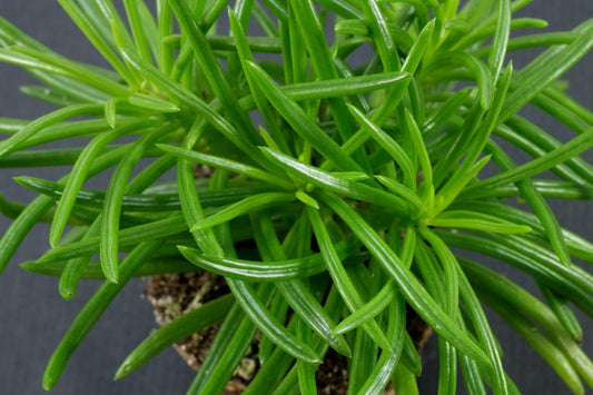 Senecio Barbertonicus Himalaya - View 1 from www redcrocus com