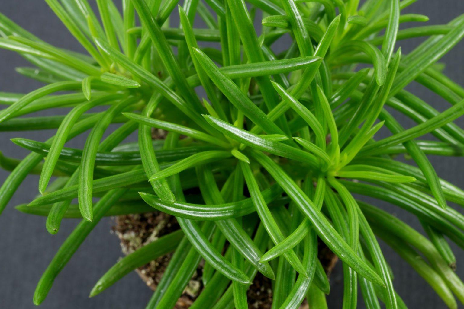 Senecio Barbertonicus Himalaya - View 1 from www redcrocus com