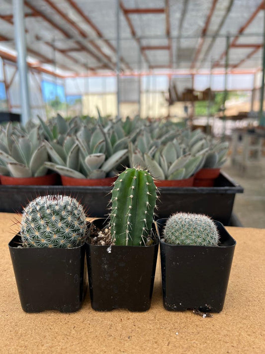 Cacti, Assorted - View 10 from www redcrocus com