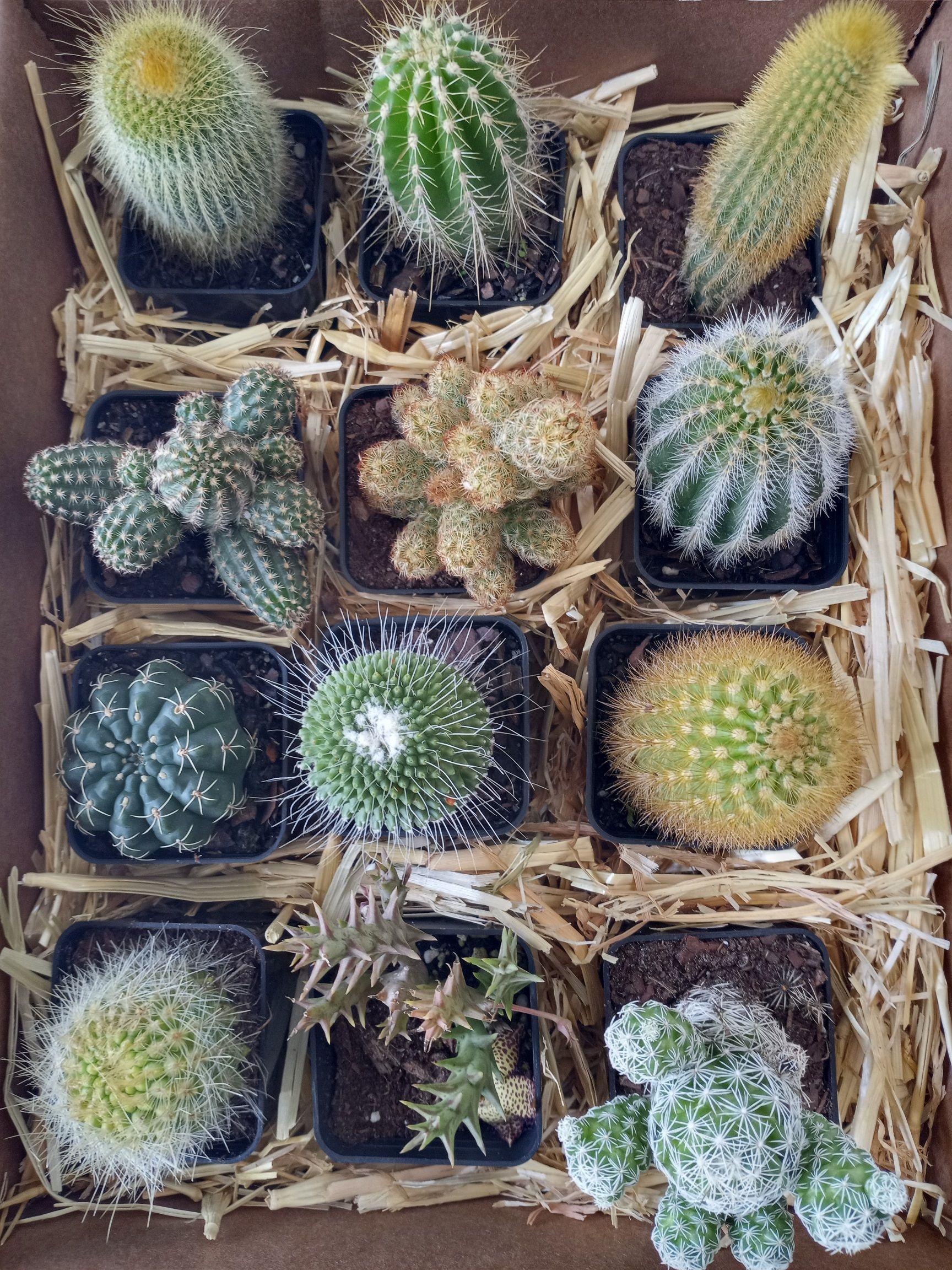 Cacti, Assorted - View 14 from www redcrocus com