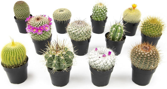 Cacti, Assorted - View 1 from www redcrocus com