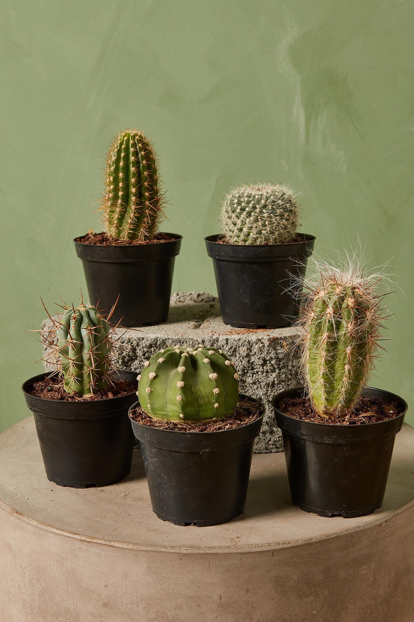 Cacti, Assorted - View 8 from www redcrocus com