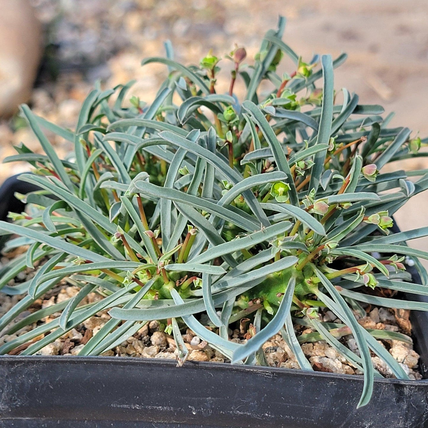 Euphorbia, Assorted - View 22 from www redcrocus com