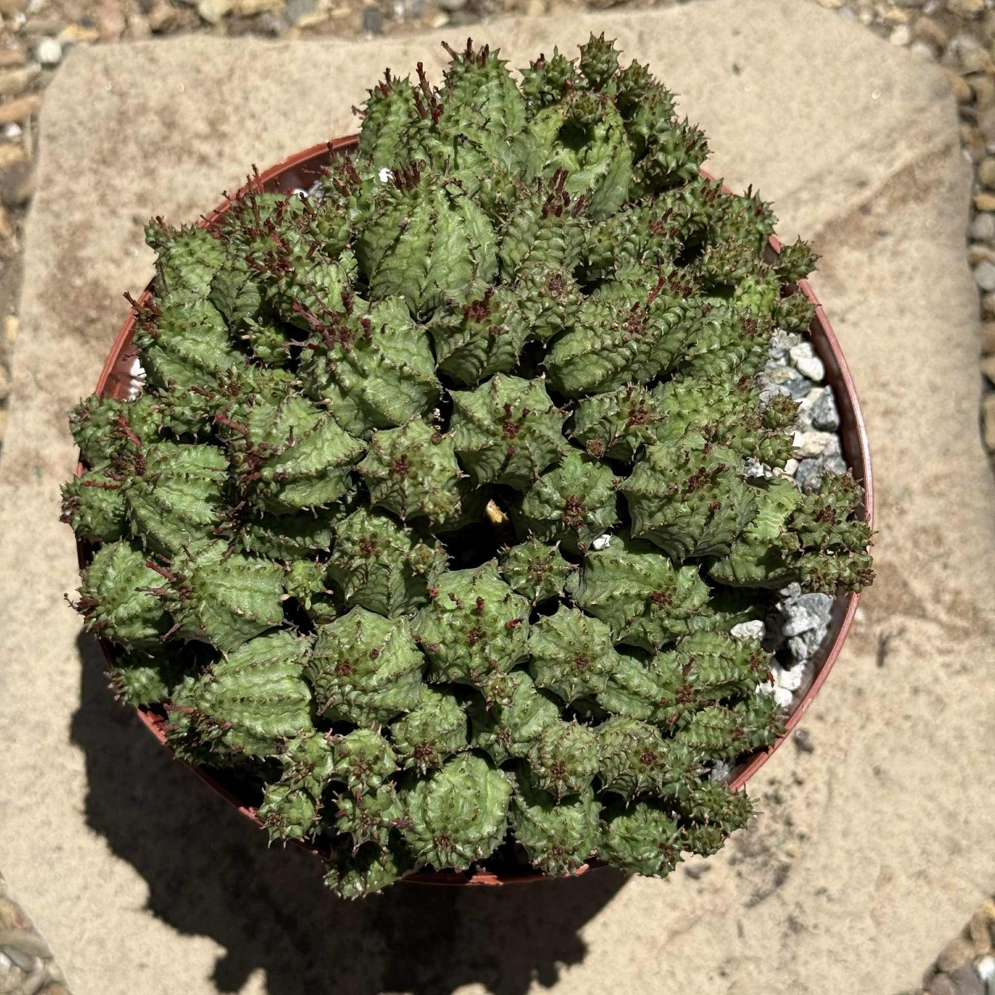 Euphorbia, Assorted - View 26 from www redcrocus com