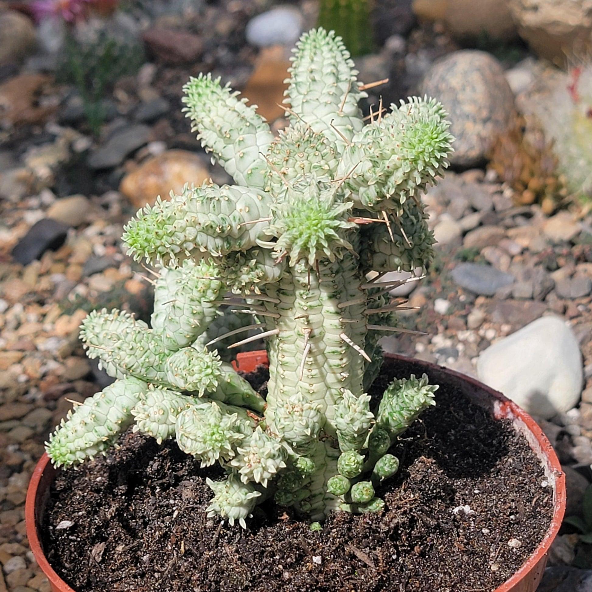 Euphorbia, Assorted - View 37 from www redcrocus com