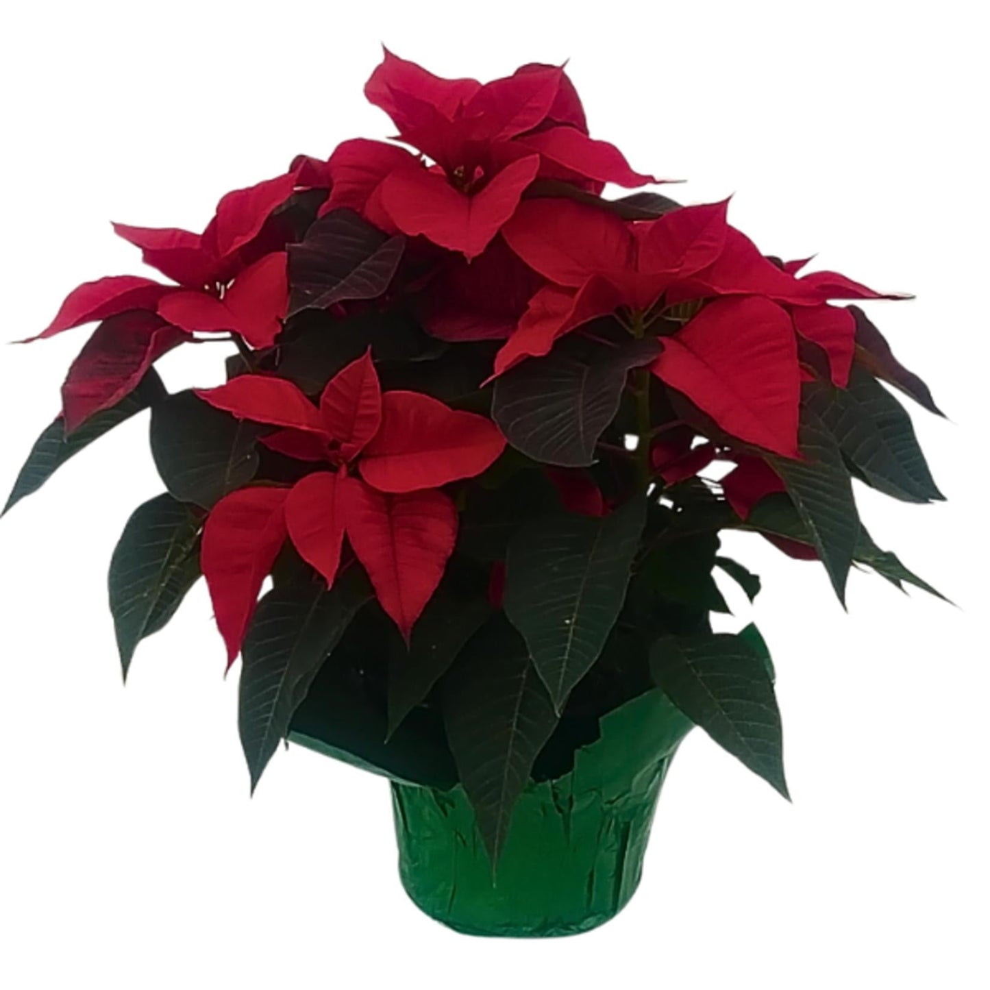 Euphorbia, Assorted - View 5 from www redcrocus com