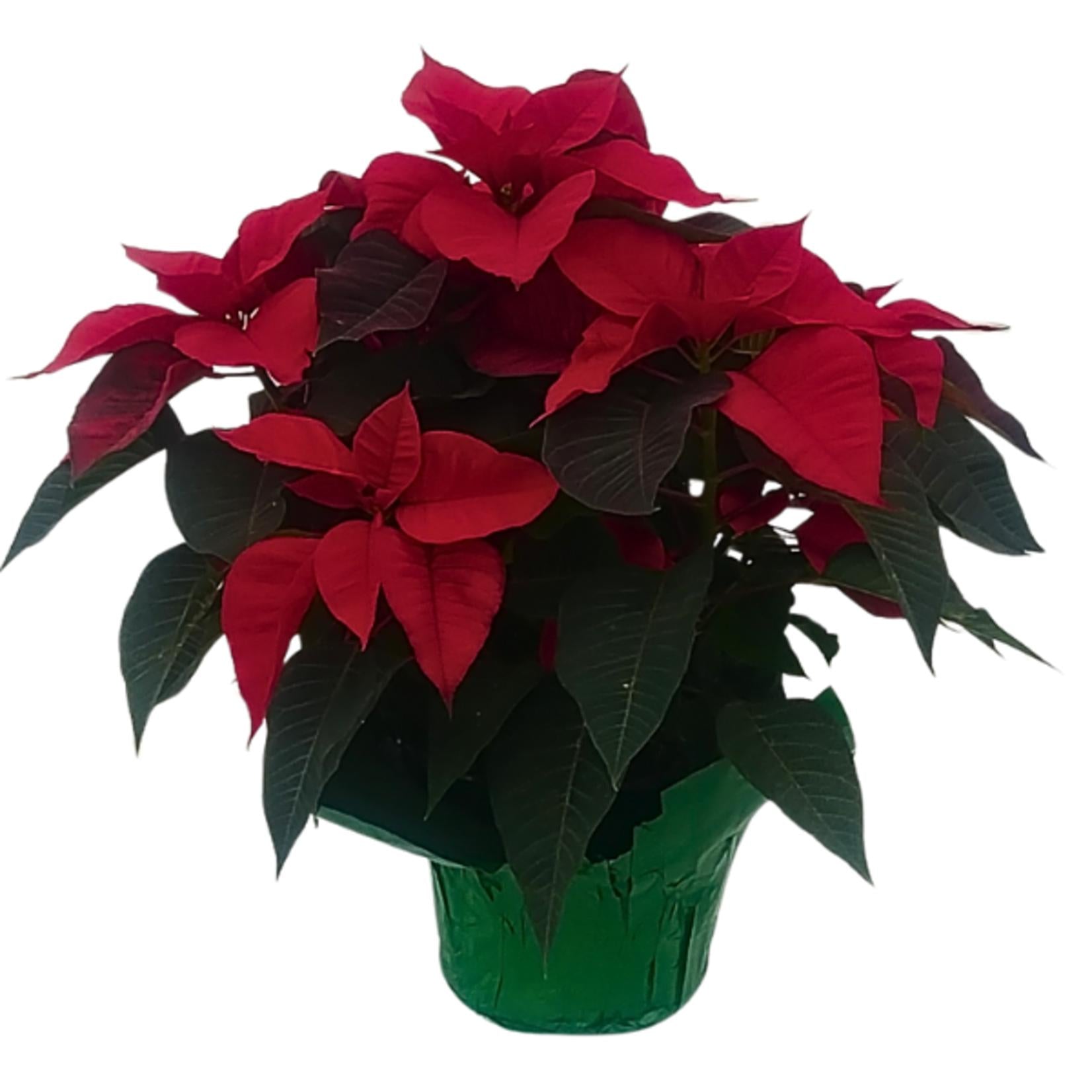 Euphorbia, Assorted - View 5 from www redcrocus com