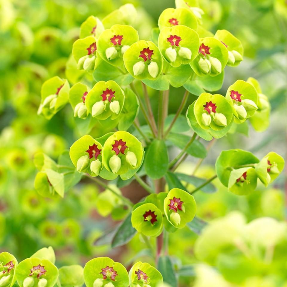 Euphorbia, Assorted - View 7 from www redcrocus com