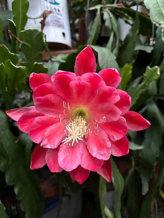 Epiphyllum, Assorted - View 10 from www redcrocus com
