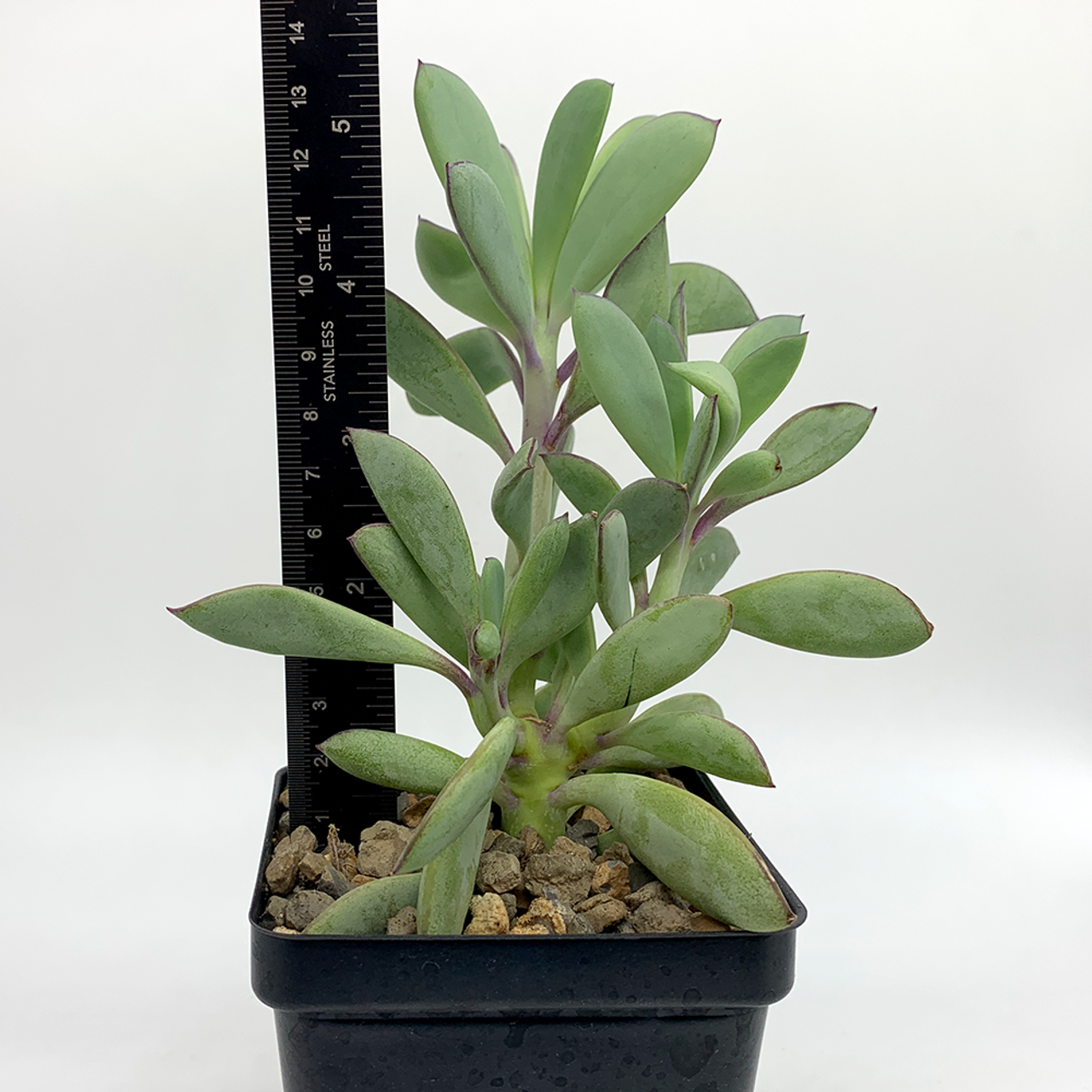Succulent Senecio Crassissimus - View 10 from www redcrocus com