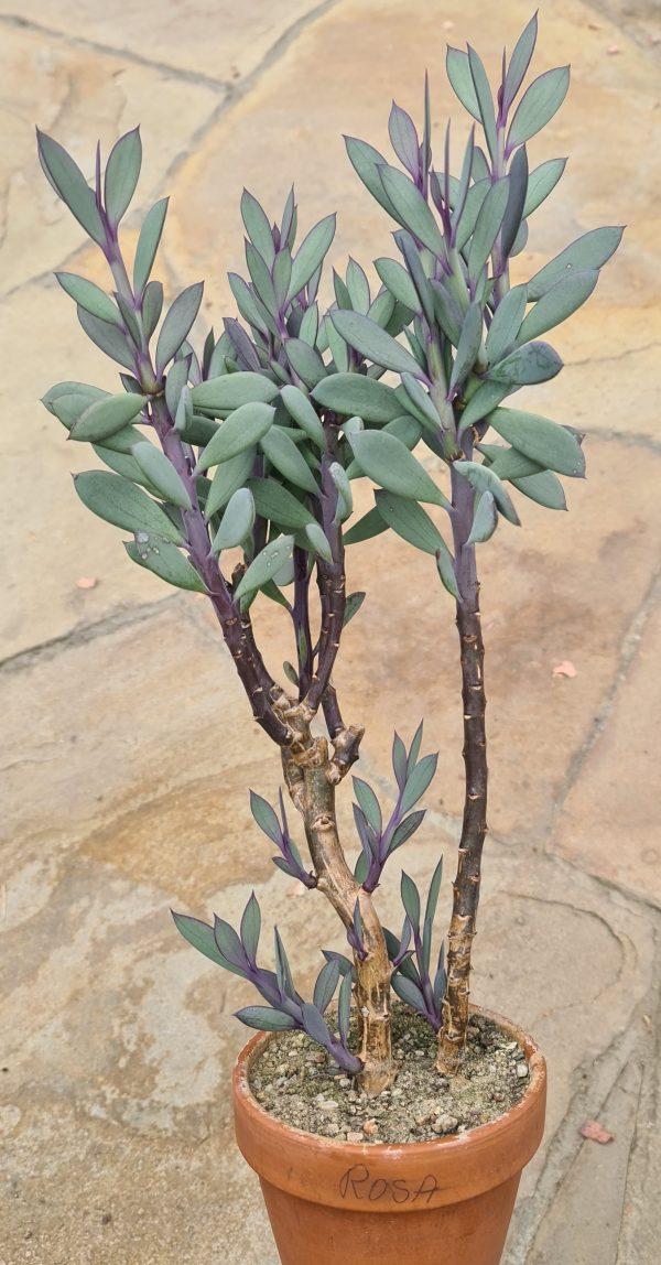 Succulent Senecio Crassissimus - View 10 from www redcrocus com