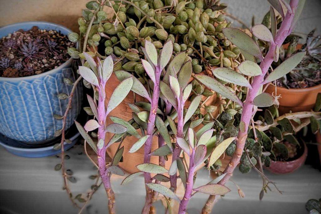senecio crassissimus succulent Propeller Plant Succulent