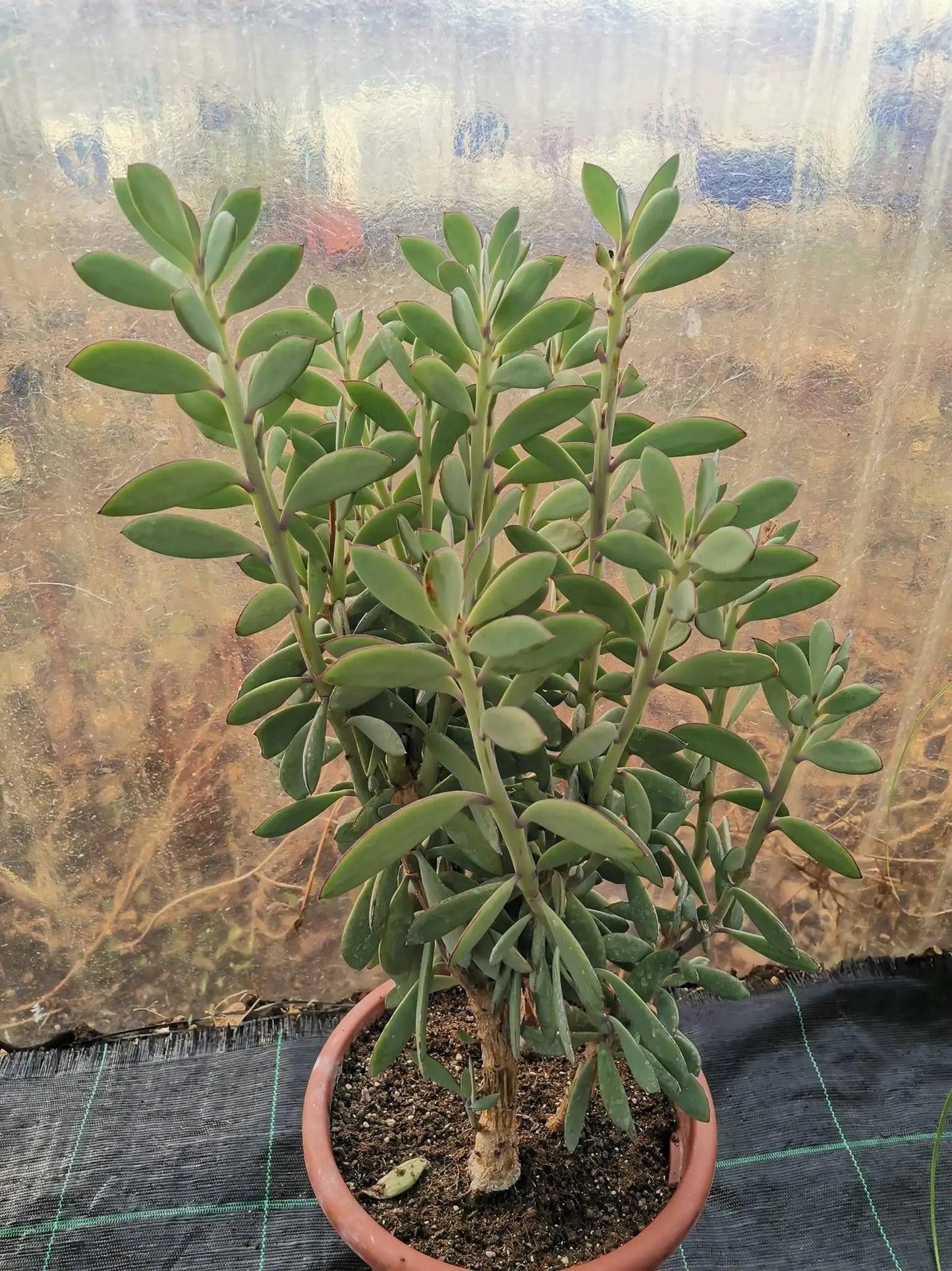 Succulent Senecio Crassissimus - View 13 from www redcrocus com