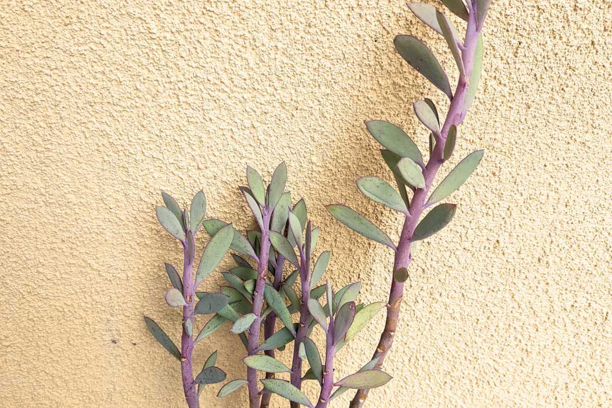 Succulent Senecio Crassissimus - View 14 from www redcrocus com