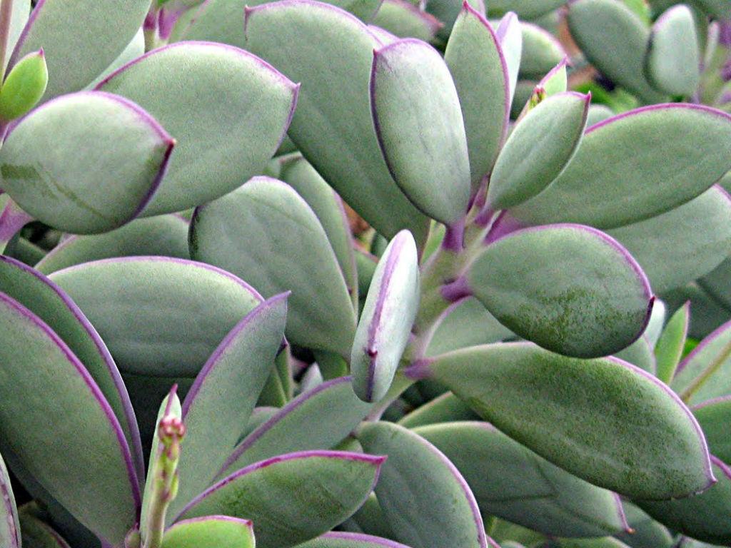 Succulent Senecio Crassissimus - View 1 from www redcrocus com