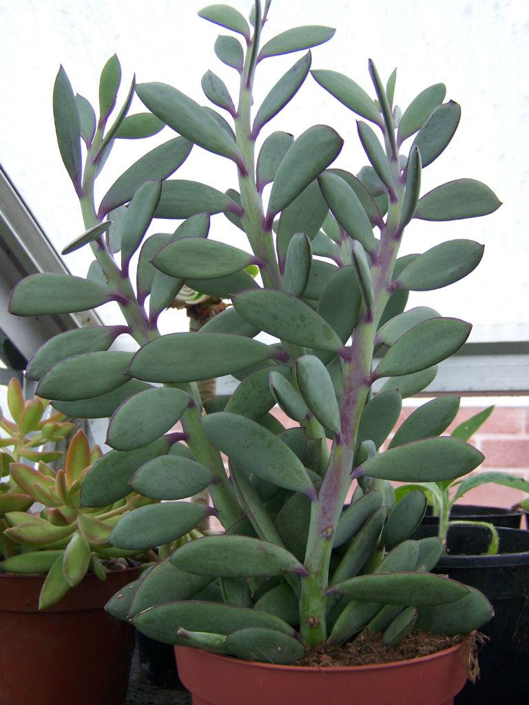Succulent Senecio Crassissimus - View 2 from www redcrocus com