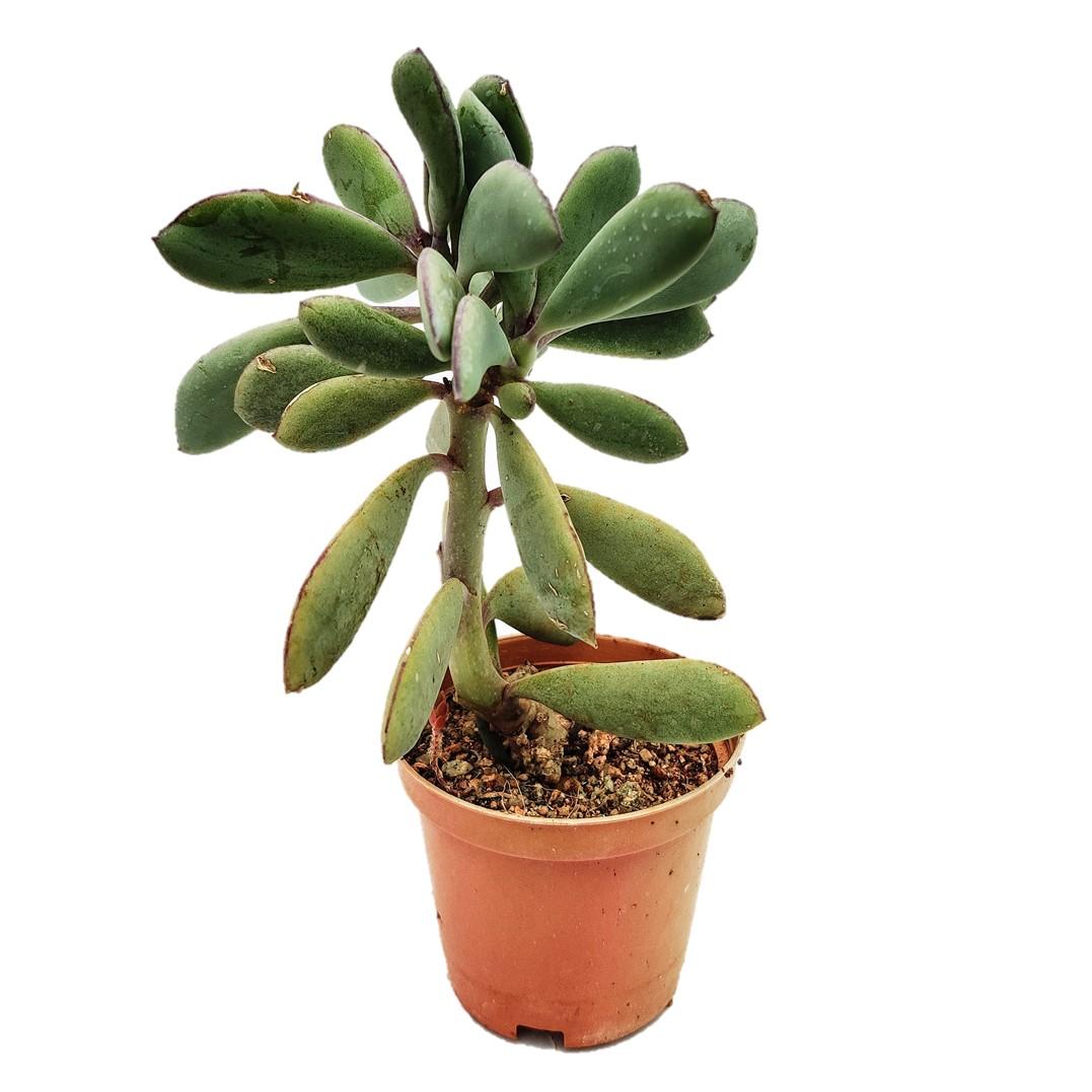 Succulent Senecio Crassissimus - View 4 from www redcrocus com