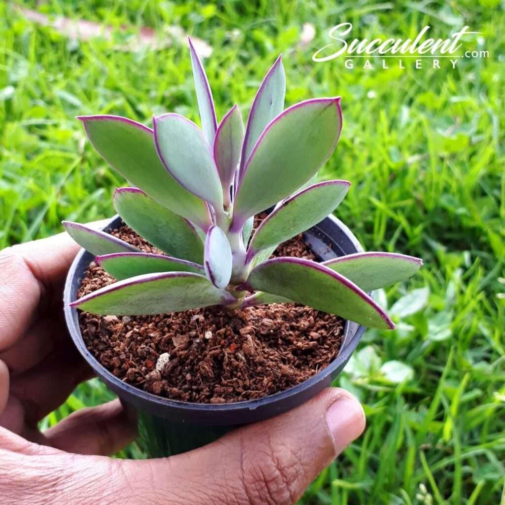 Succulent Senecio Crassissimus - View 5 from www redcrocus com