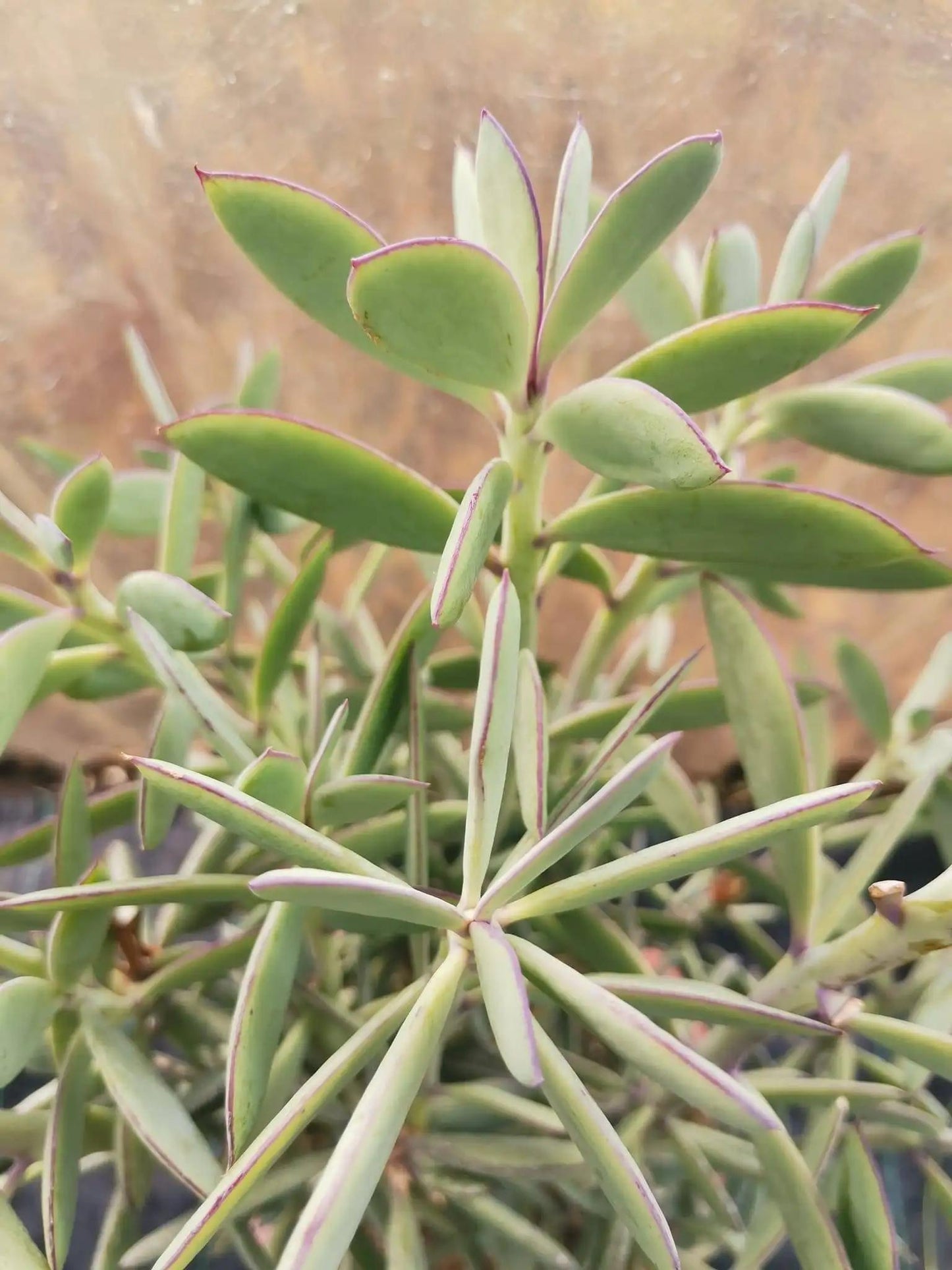 Succulent Senecio Crassissimus - View 6 from www redcrocus com