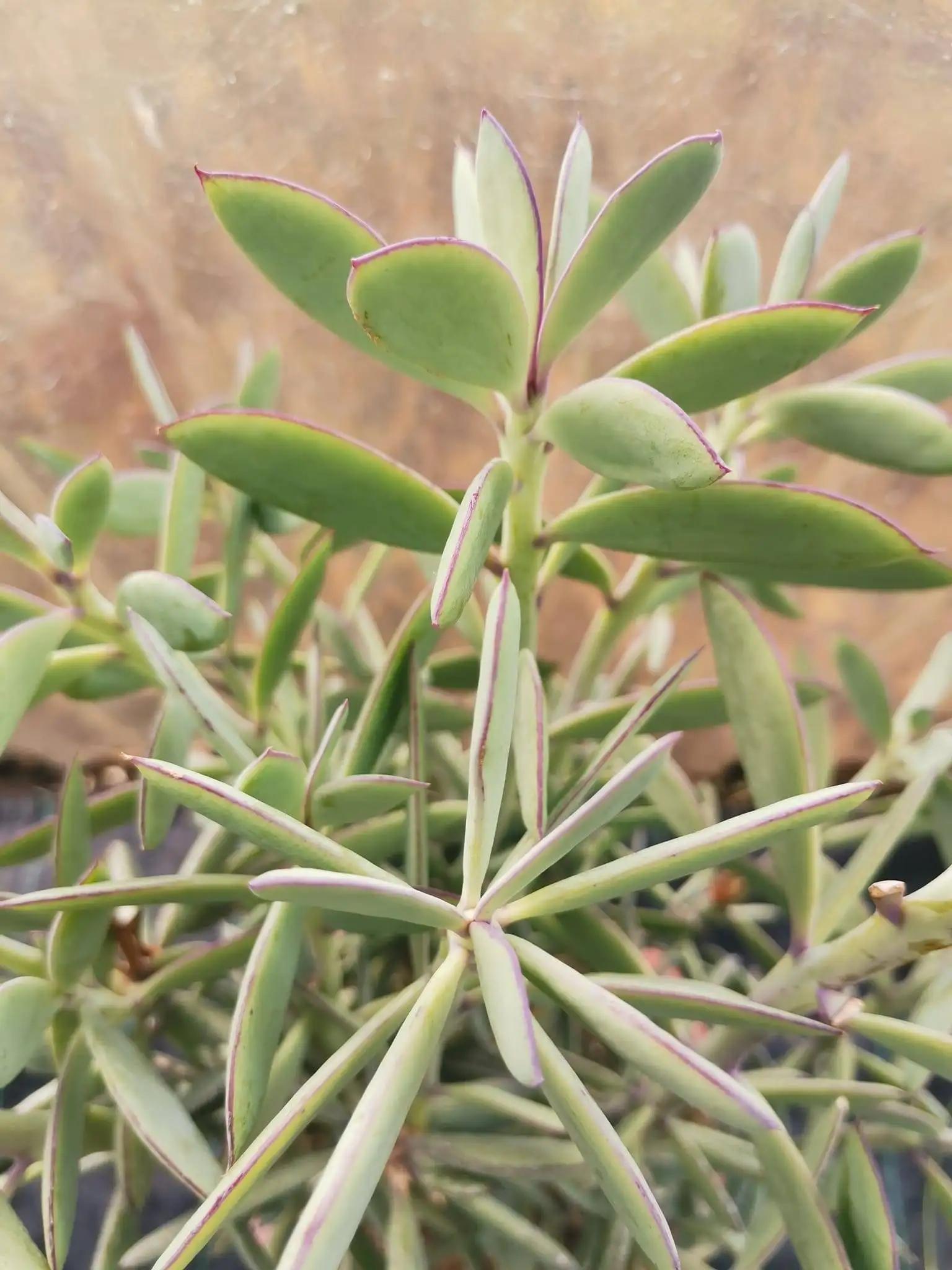 Succulent Senecio Crassissimus - View 6 from www redcrocus com