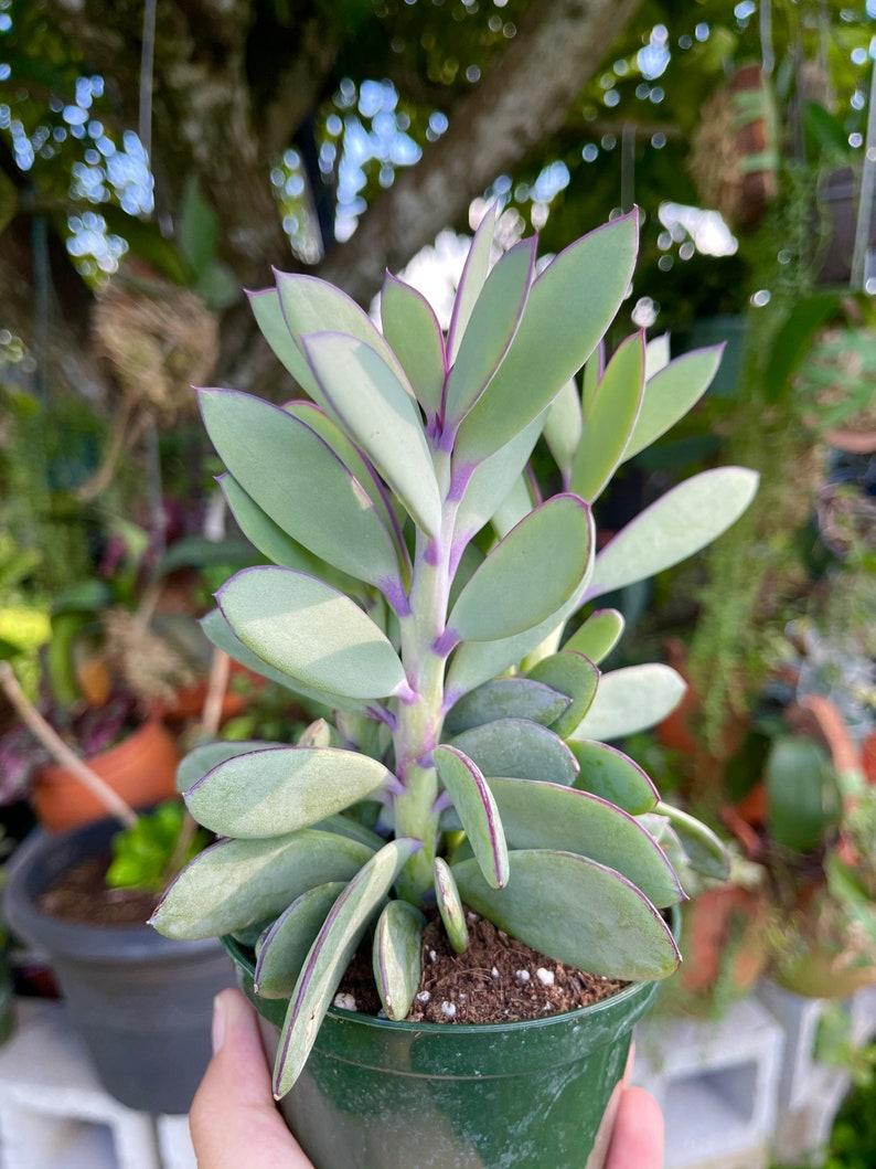 Succulent Senecio Crassissimus - View 8 from www redcrocus com