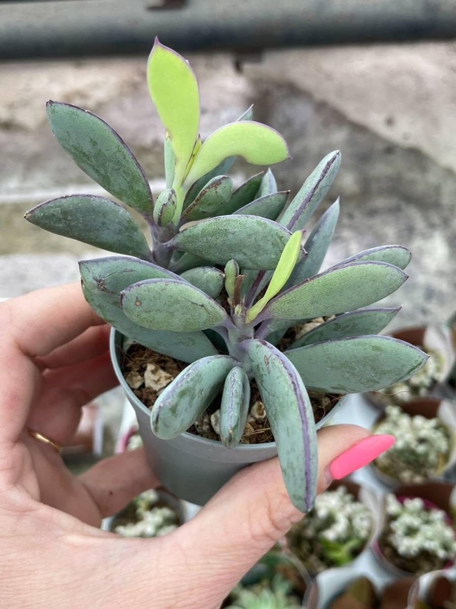 Succulent Senecio Crassissimus - View 9 from www redcrocus com