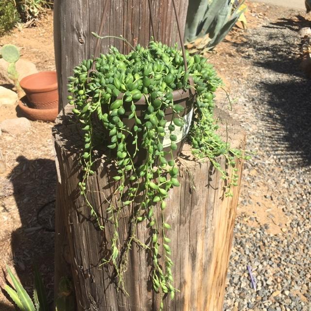 Succulent, 'string Of Teardrops' - View 11 from www redcrocus com