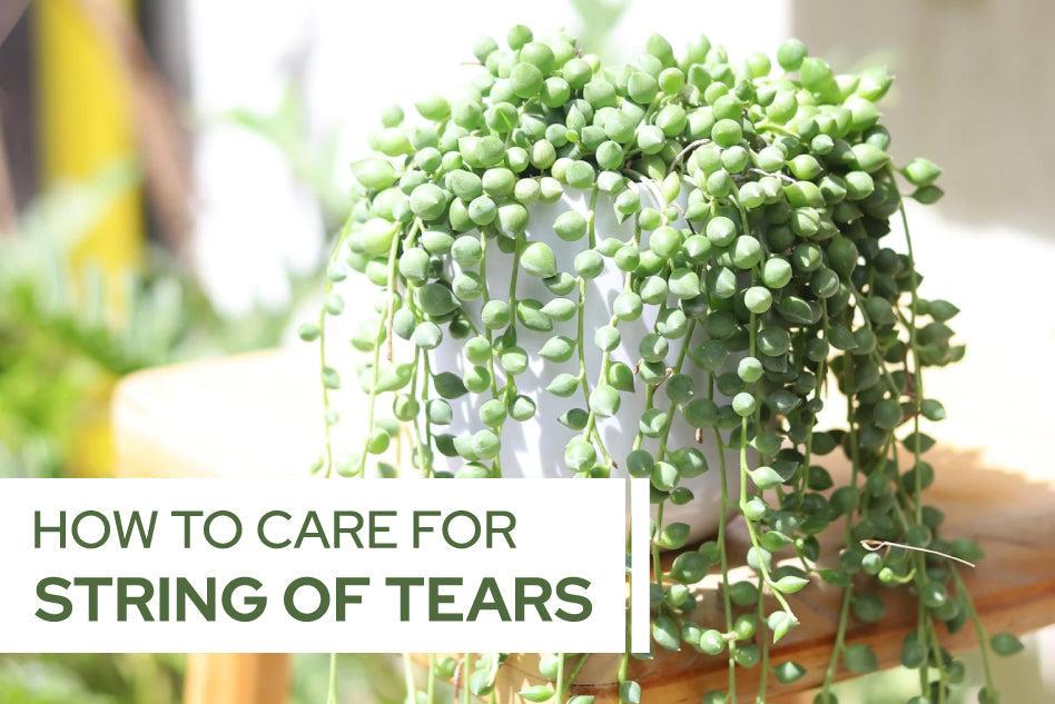 Succulent, 'string Of Teardrops' - View 12 from www redcrocus com