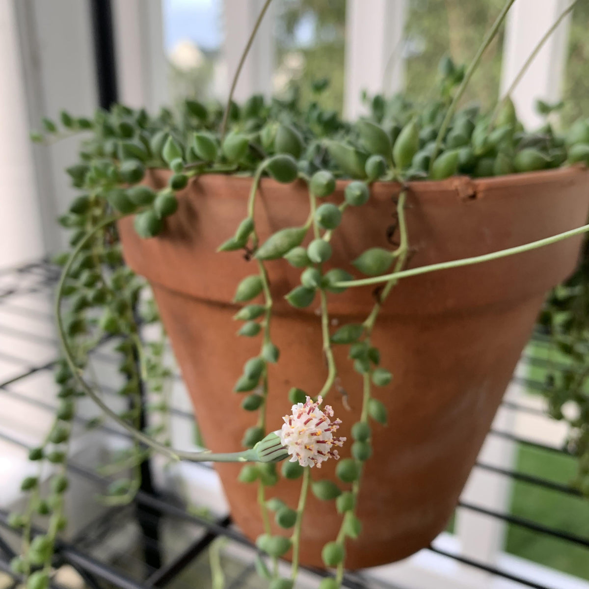 Succulent, 'string Of Teardrops' - View 13 from www redcrocus com
