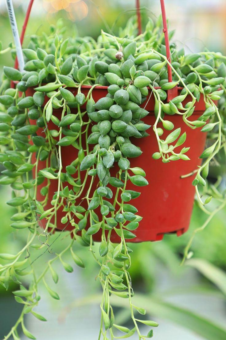 Succulent, 'string Of Teardrops' - View 16 from www redcrocus com