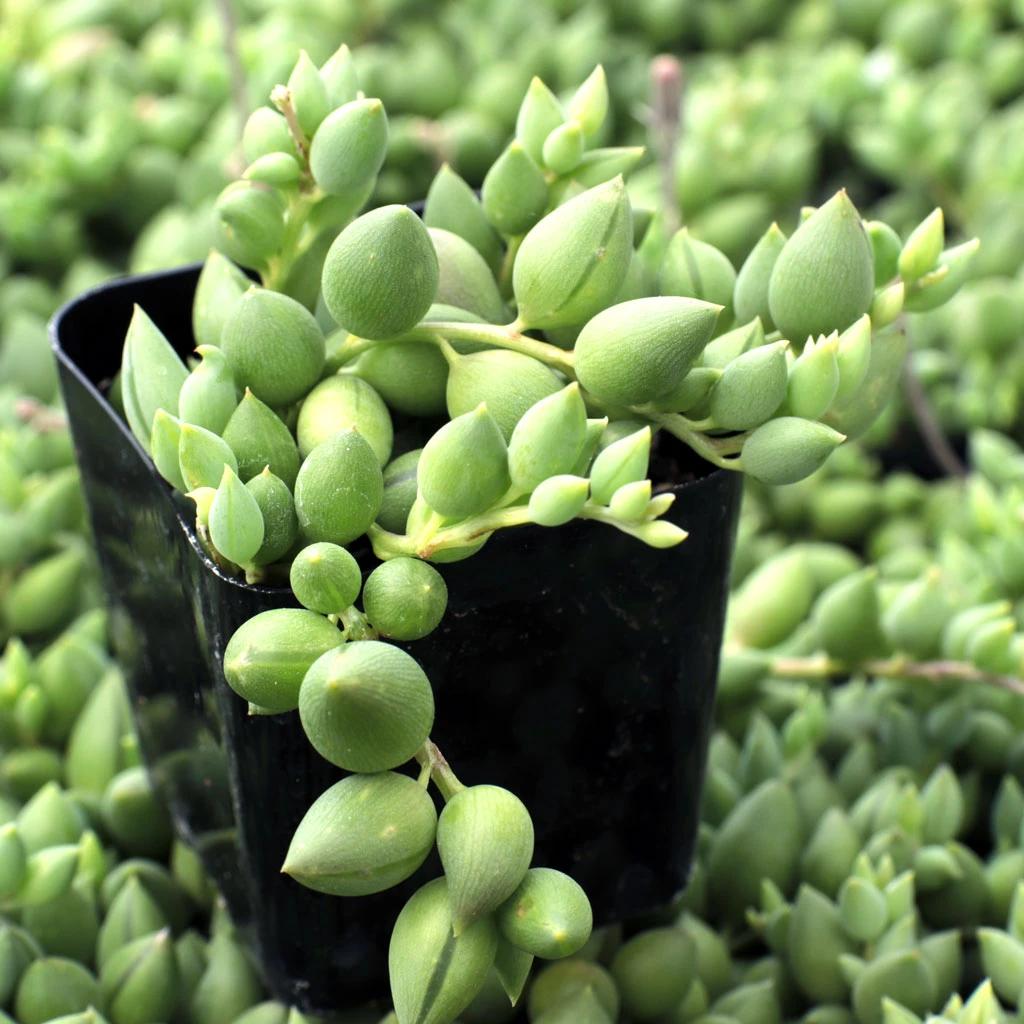 Succulent, 'string Of Teardrops' - View 19 from www redcrocus com