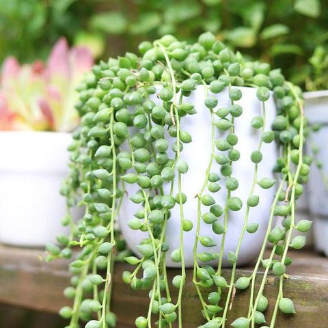 Succulent, 'string Of Teardrops' - View 20 from www redcrocus com