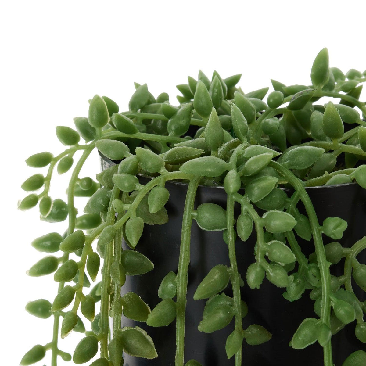Succulent, 'string Of Teardrops' - View 21 from www redcrocus com